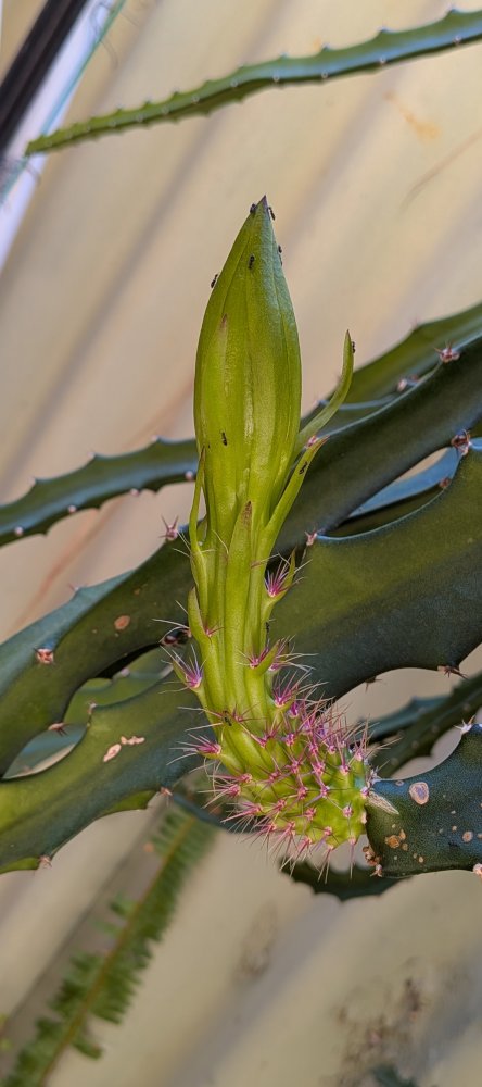 Buds about to open